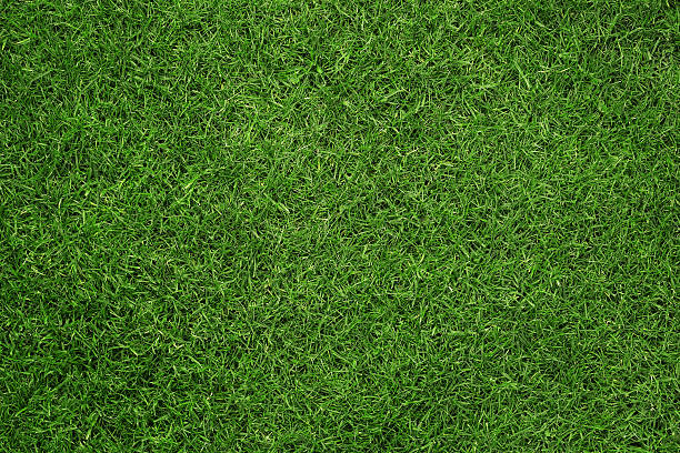 texture de l'herbe - photos de golf photos et images de collection