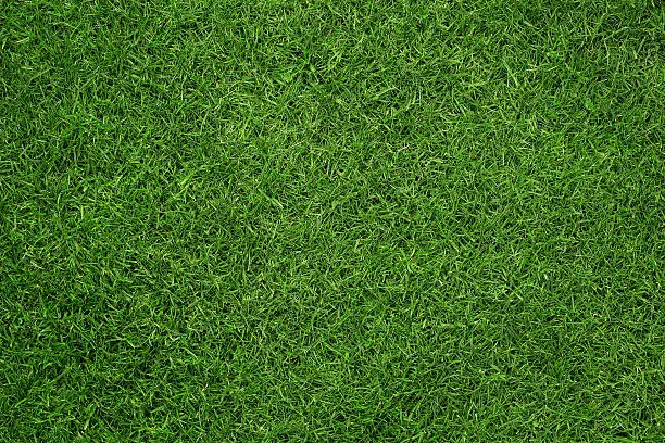 Photo of Grass texture
