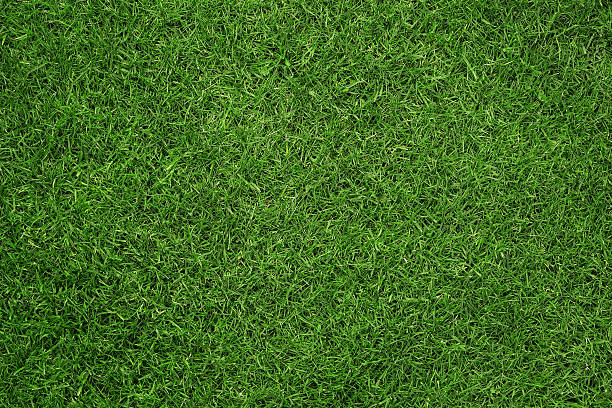 textura de relva - green grass imagens e fotografias de stock