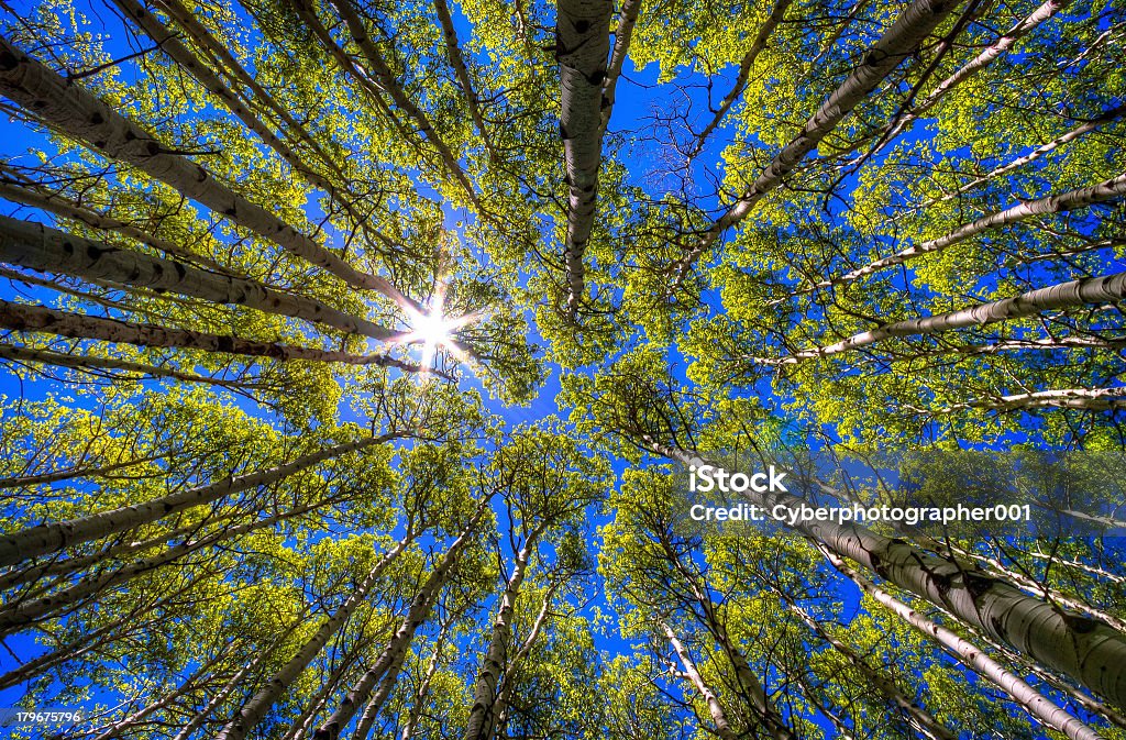 ideal snap trees and sunshine make this snap ideal. Beauty In Nature Stock Photo