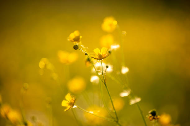 bright field yellow flowers buttercups in the meadowSunny spring day