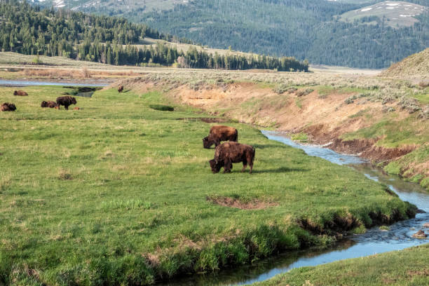 istock bison grazing with calves 1796766924