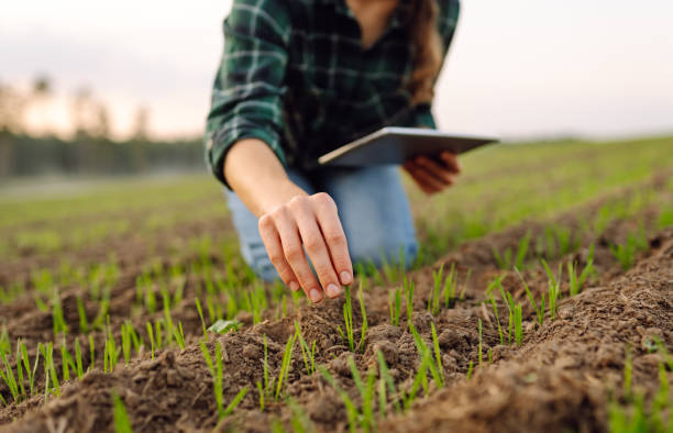 istock A woman agronomist examines new sprouted shoots in the field using a digital tablet. 1796771929