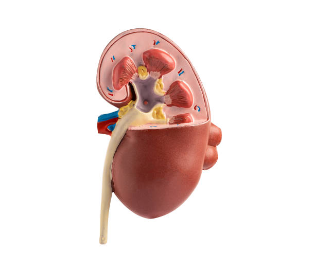 istock Kidney disease, Chronic kidney disease ckd, model for study isolated on white background with clipping path. 1796773124