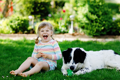 Cute little toddler girl playing with family dog in garden. Happy smiling child having fun with dog, hugging playing with ball. Happy family outdoors. Friendship and love between animal and kids.