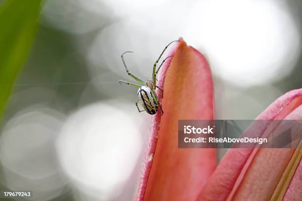 Spider Building Web On A Flower Stock Photo - Download Image Now - Animal Markings, Arachnid, Awe