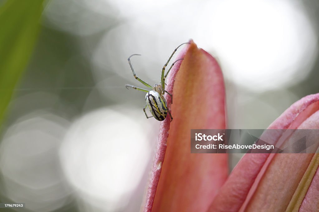 Construção de Web Aranha sobre uma flor - Foto de stock de Aracnídeo royalty-free