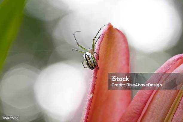 Foto de Construção De Web Aranha Sobre Uma Flor e mais fotos de stock de Aracnídeo - Aracnídeo, Aranha - Aracnídeo, Beleza