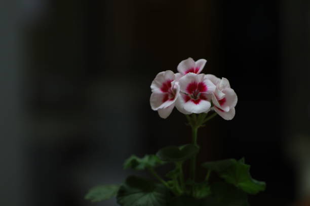 istock Red and white geranium flowers on a dark background 1796793619