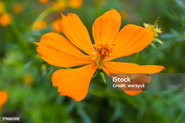 Blume Von Zinnie Stockfoto und mehr Bilder von Bildhintergrund - Bildhintergrund, Blütenblatt, Bunt - Farbton