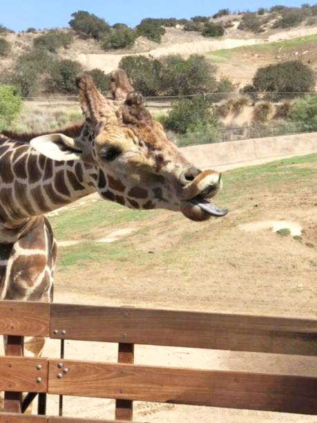 Saharan Animals at the San Francisco Zoo, giraffes, zebras and shore birds
