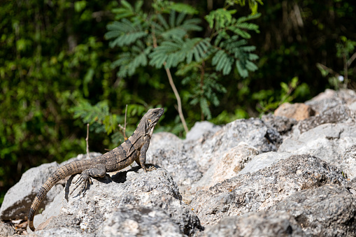 Iguana in the Mayan archaeological enclosure of Ek Balam in yucatan, Mexico.