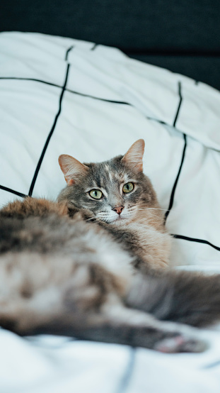 Cute cat lying in a bed