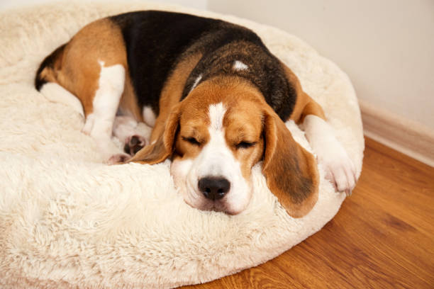 istock Beagle dog sleeps on a soft pillow, a dog bed 1796818853