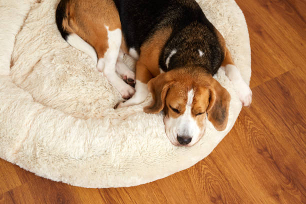 istock Cute beagle dog sleeps on a soft pillow, a dog bed. 1796819081