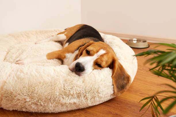 istock The beagle dog sleeps on a soft plush dog bed 1796819105