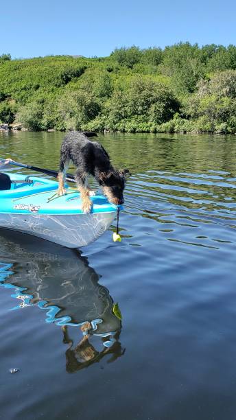 istock Puppy on Kayak 1796821848