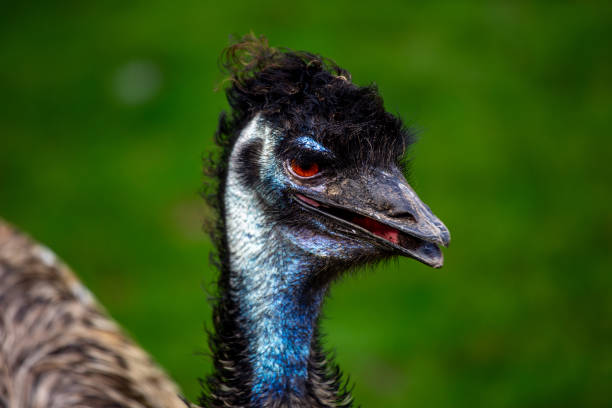 istock Graceful Emu (Dromaius novaehollandiae) in Natural Habitat 1796832694