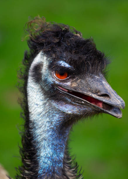istock Graceful Emu (Dromaius novaehollandiae) in Natural Habitat 1796832699