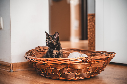 A curious tortoiseshell kitten sitting in a basket is looking at something that interests him.