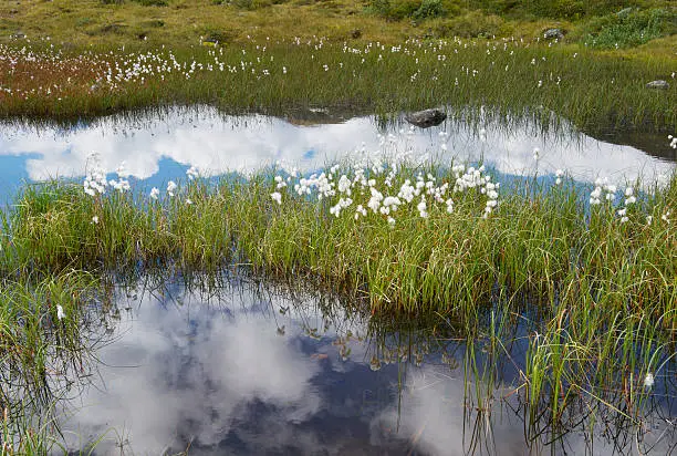 Bog, pond and cotton grass (Eriophorum) in Jotunheimen National Park in Norway in late summer. The blue sky and fluffy white clouds are reflected on the water surface.