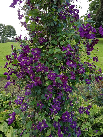 Climbing Purple Clematis flower in a park in Glasgow Scotland UK