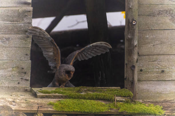 istock Barn owl sits in a dilapidated barn 1796848394