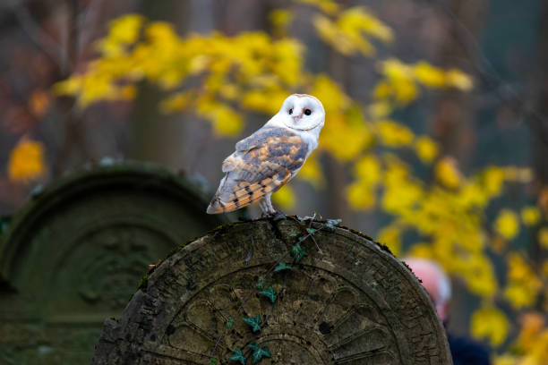 istock Barn owl sitting on a tombstone 1796848925