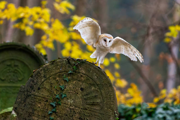 istock Barn owl sitting on a tombstone 1796848929
