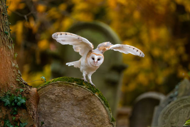 istock Barn owl sitting on a tombstone 1796849450