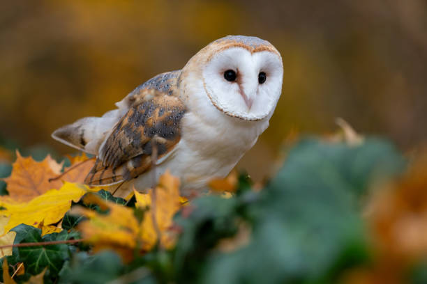 istock Barn owl sitting on a tombstone 1796849452