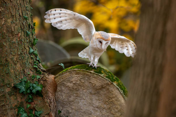 istock Barn owl sitting on a tombstone 1796849456