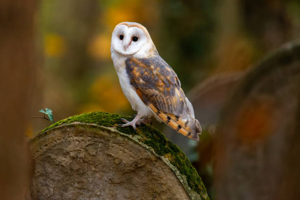 istock Barn owl sitting on a tombstone 1796849462