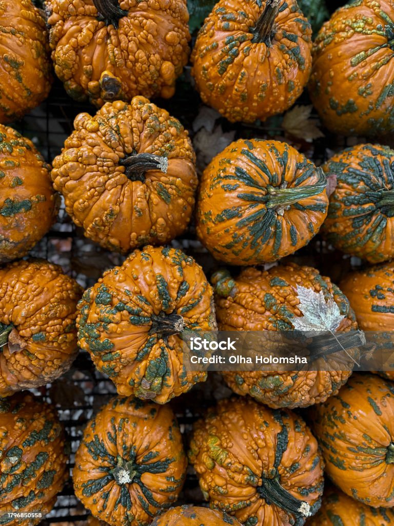 Pumpkins In this captivating series of pumpkin snapshots, the autumn spirit comes alive through a kaleidoscope of shapes and colors. From the classic warmth of an orange pumpkin to the elegant charm of multi-hued varieties, each photo tells a unique story of fall's diverse beauty. Together, all these images paint a rich and varied portrait of the season's pumpkin patch magic. Agriculture Stock Photo
