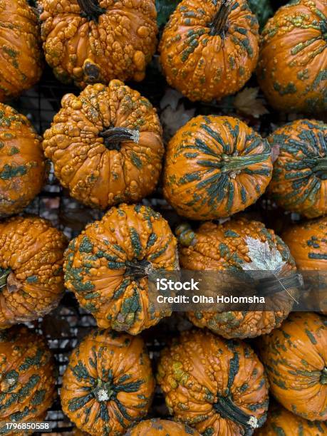 Pumpkins Stock Photo - Download Image Now - Agriculture, Autumn, Backgrounds