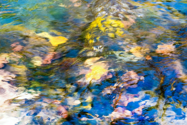 bright abstraction in a stream with autumn leaves
