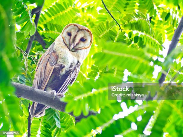 Schleiereule Sitzt Auf Einem Baum Im Park Stockfoto und mehr Bilder von Baum - Baum, Blatt - Pflanzenbestandteile, Braun