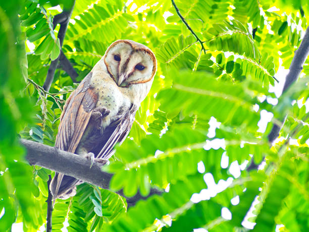 istock Barn owl sitting on a tree in the park. 179685955