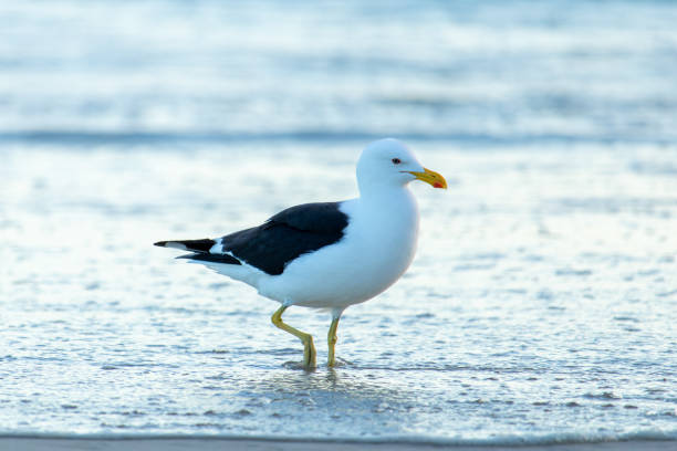 istock Seagull on Barra da Tijuca beach in Rio de Janeiro 1796867073