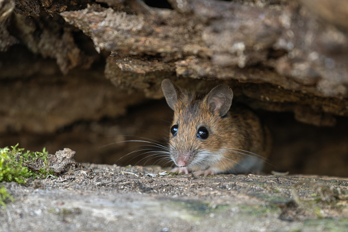 Cute yellow-necked mouse (Apodemus flavicollis) looking out of a hide.