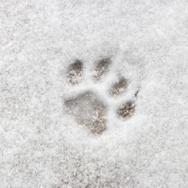 istock cat footprint on snow close-up 1796868730