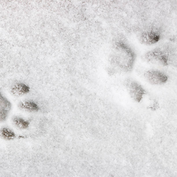 istock two feline footprints in the snow 1796868731