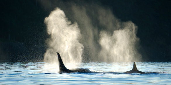 Orca ballenas soplando con fondo oscuro photo