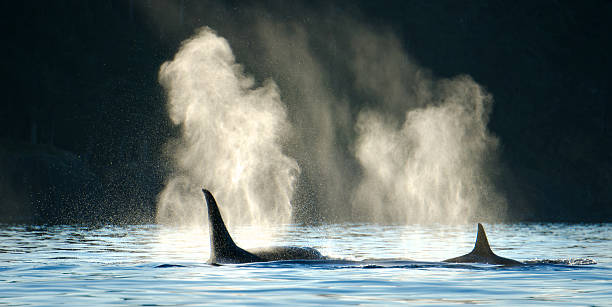 orca ballenas soplando con fondo oscuro - ballena orca fotografías e imágenes de stock