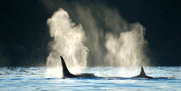 Orca Whales Blowing with Dark Background Orca whales blowing with a dark backdrop.  Evening silhouette around Vancouver Island, Victoria, B.C. Canada . killer whale photos stock pictures, royalty-free photos & images