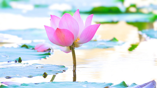 Beautiful pink Sacred Lotus flower is blooming with many green leaves in a pond with light reflection on water face