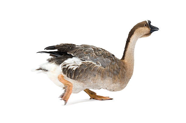 Chinese goose walking, isolated on a white background. Chinese goose walking, isolated on a white background. Soft shadow under goose. chinese goose stock pictures, royalty-free photos & images