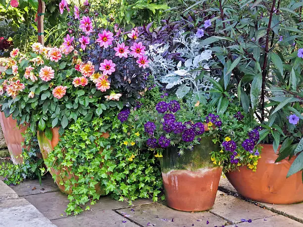 Variety of potted flowers and plants in formal garden arrangement in summer, northern Illinois