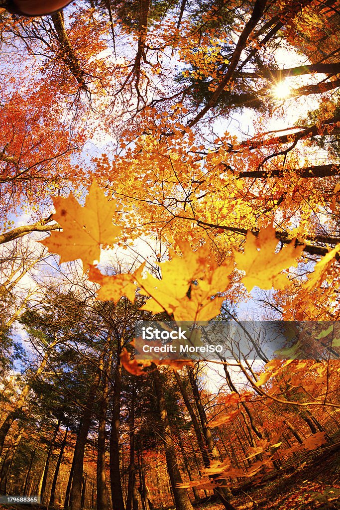 Floresta no Outono colorido - Royalty-free Amarelo Foto de stock