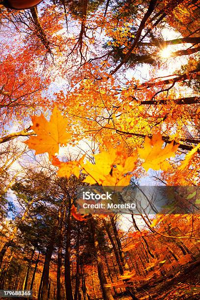 Floresta No Outono Colorido - Fotografias de stock e mais imagens de Amarelo - Amarelo, Ao Ar Livre, Appalachia